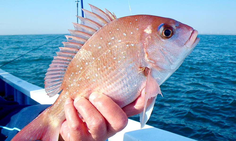 時期によって変わる旬の魚を紹介