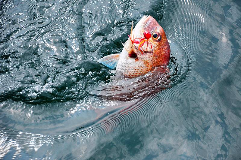 釣りをお得に楽しめる割引サービス