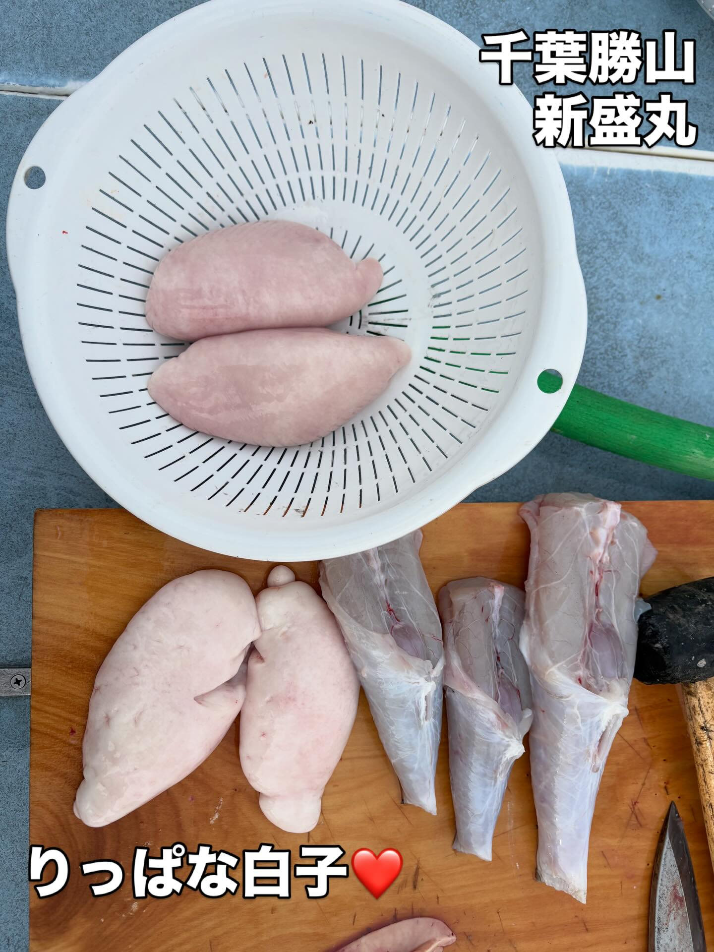 2月10日(火)トラフグ