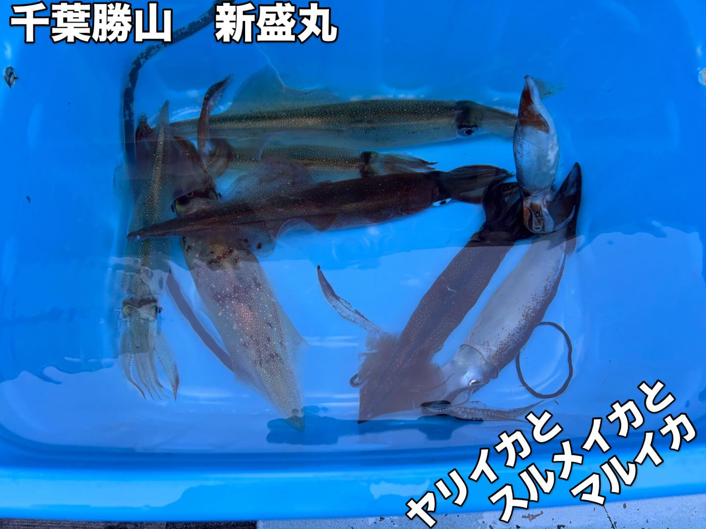 3月5日(木)ヤリイカ/トラフグ