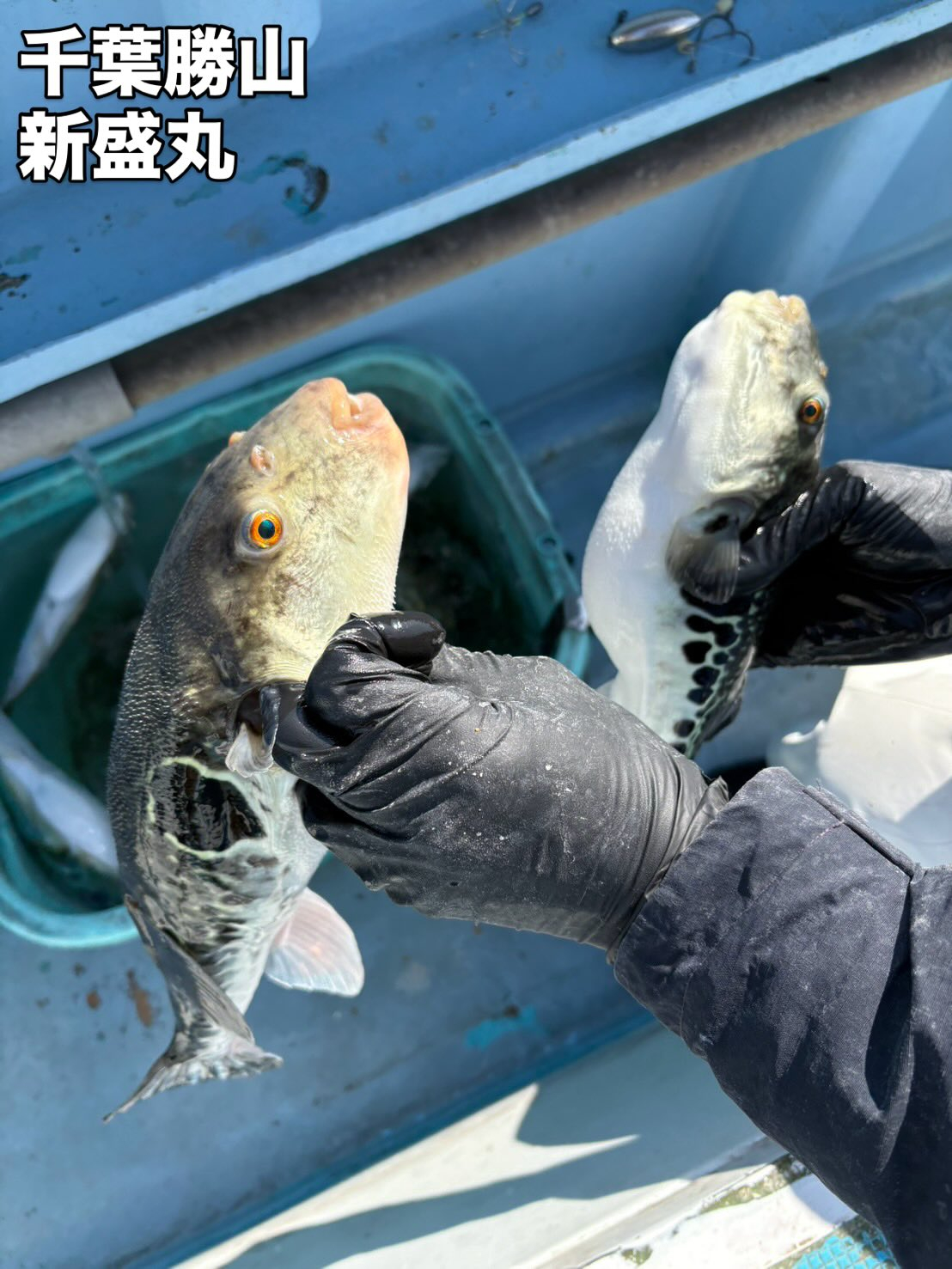 トラフグ船とヤリイカ船