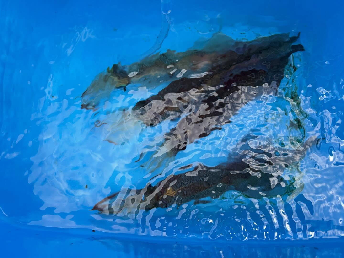 3月10日(火)ヤリイカ/トラフグ