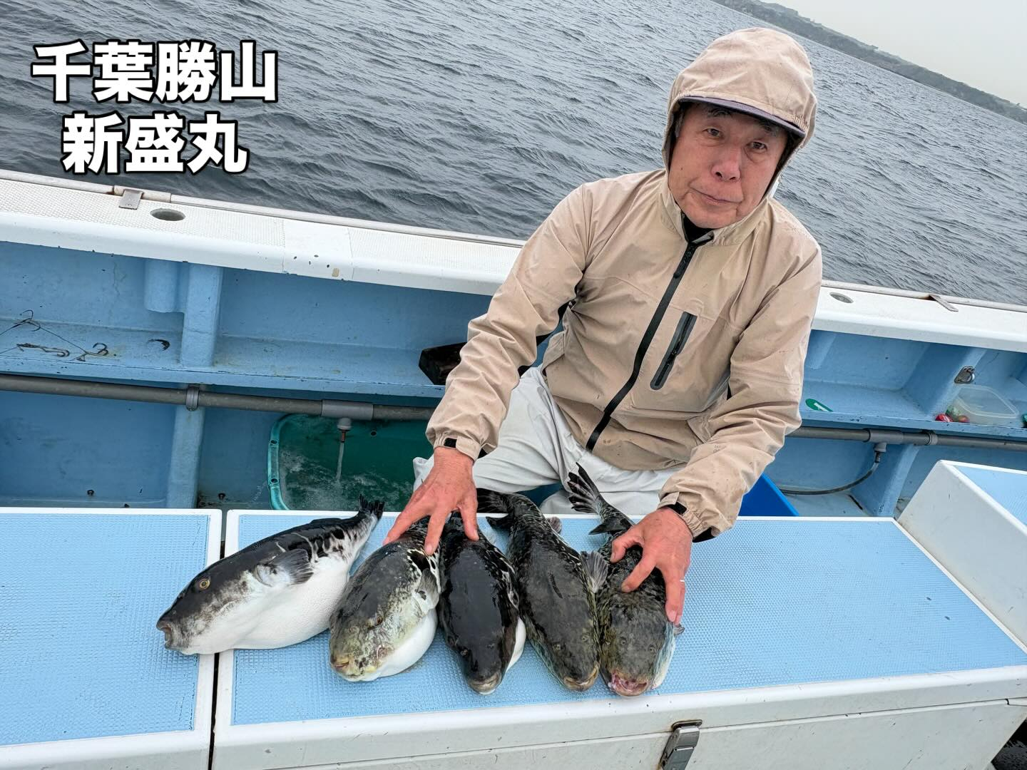 4月23日(木)トラフグ