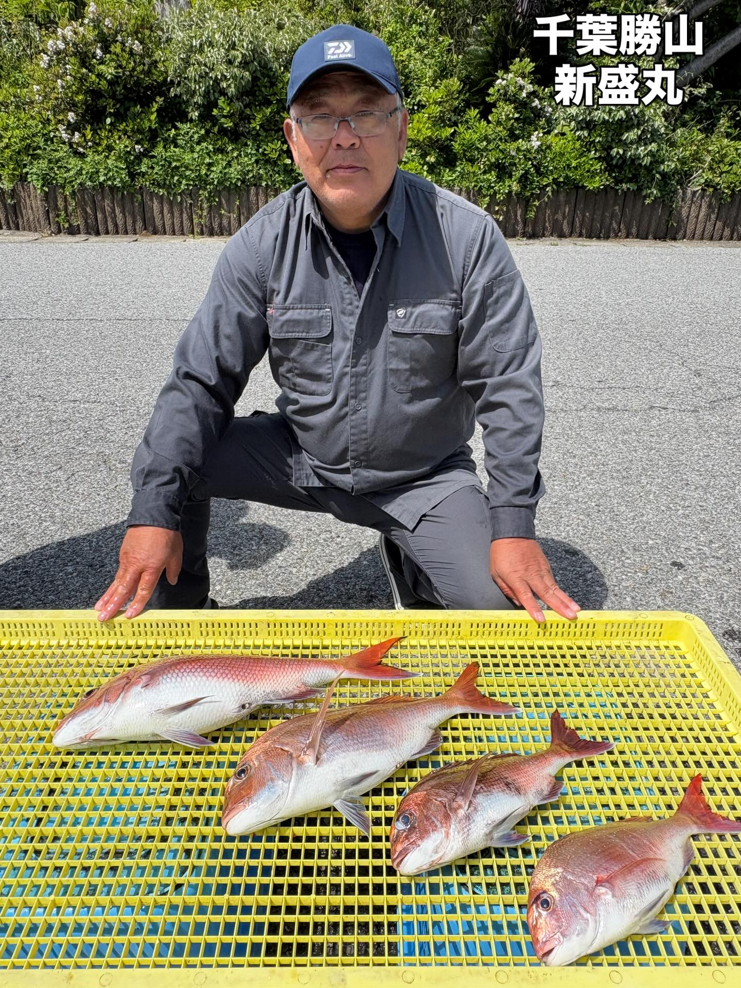 4月27日(月)マダイ