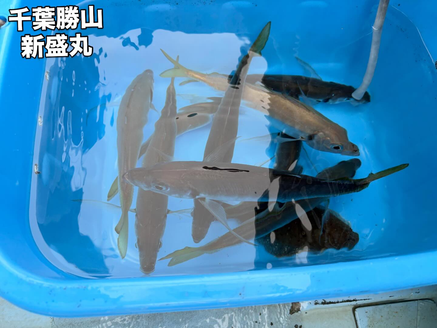 6月9日(火)アジ/イサキ/ワラサ