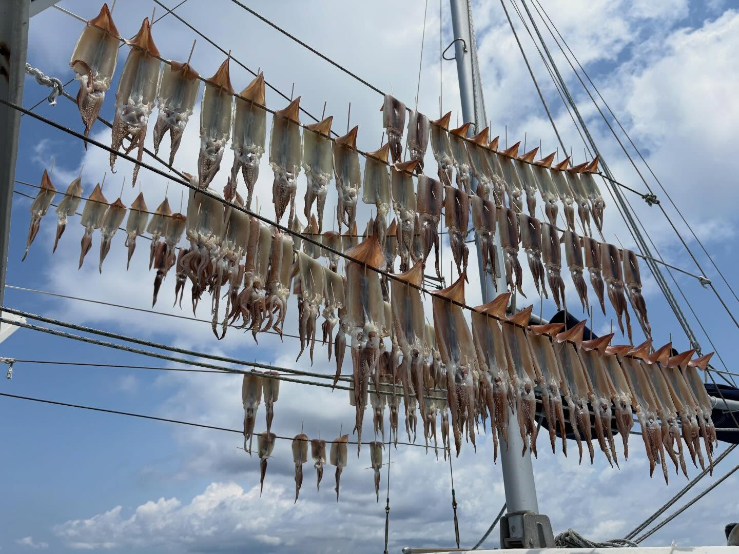 6月12日(金)スルメイカ
