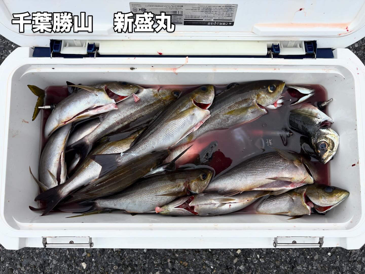 6月15日(月)アジ/イサキ