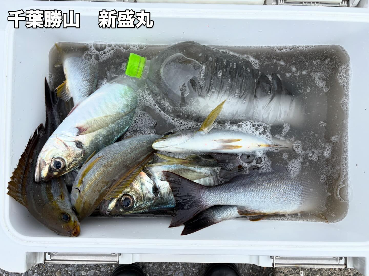 6月21日(日)アジ/イサキ